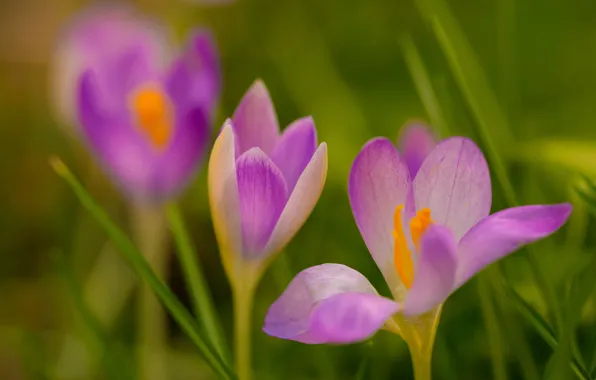 Macro, spring, petals, crocuses, saffron
