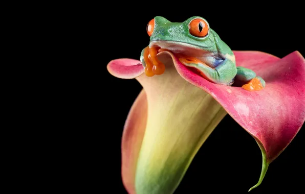 Picture look, macro, flowers, red, green, frog, black background, Calla lilies