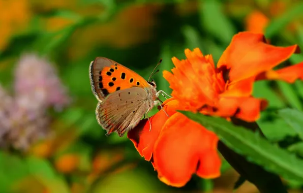 Picture Macro, Flowers, Butterfly, Flower, Macro, Butterfly