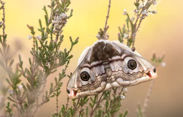 Macro, background, pattern, butterfly, plants, insect, wings, twigs
