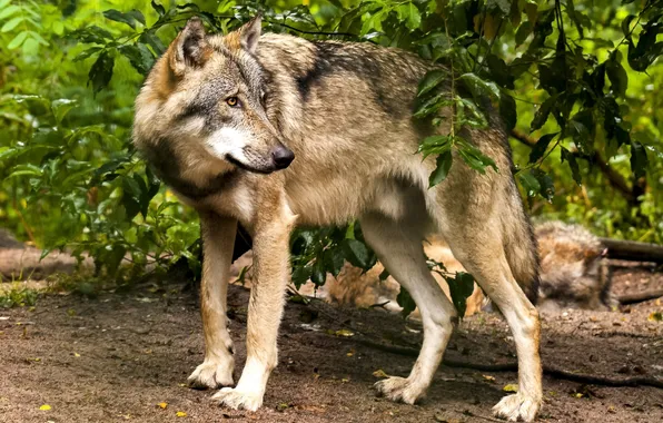 Nature, snow, predator, face, animal, wolf, wildlife, portrait