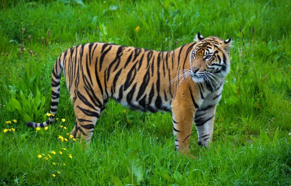 Strips, tiger, predator, grace, color, wild cat