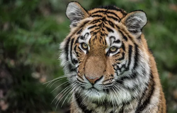 Look, face, portrait, wild cat, tigress