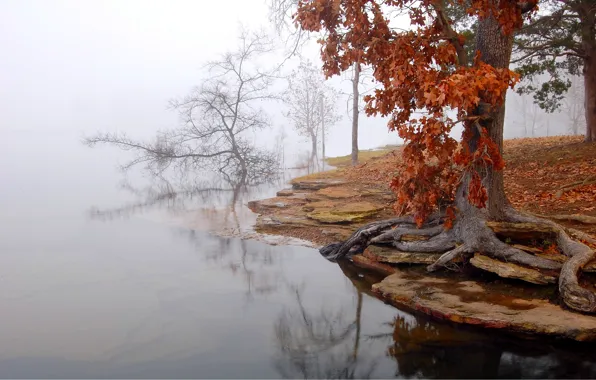 Autumn, trees, morning mist, the water