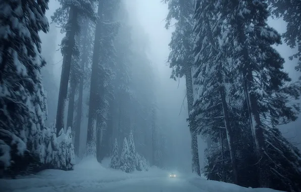 Winter, road, car, forest, snow, trees, landscape, nature