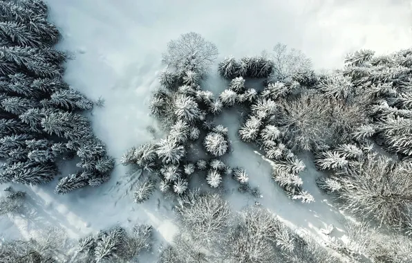 Winter, frost, forest, snow, trees, nature, ate, frost