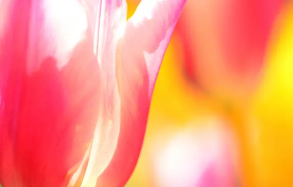 Flower, Tulip, spring, petals