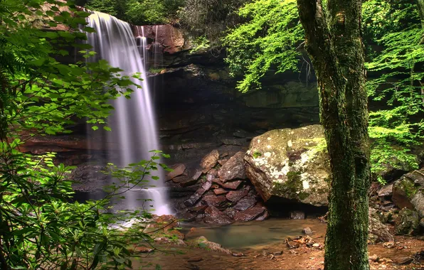 Greens, water, trees, nature, stones, Wallpaper, plants, photos