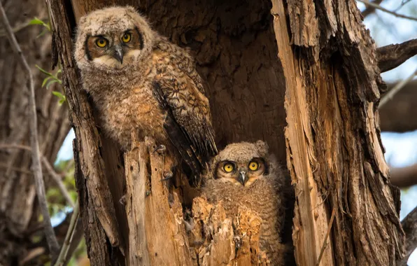 Picture birds, tree, owl, the hollow, owlet