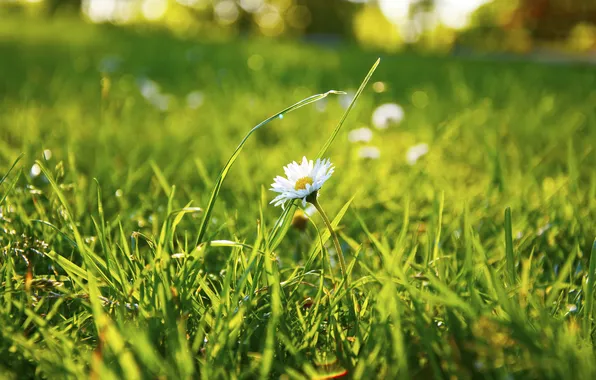 Picture greens, grass, macro, chamomile