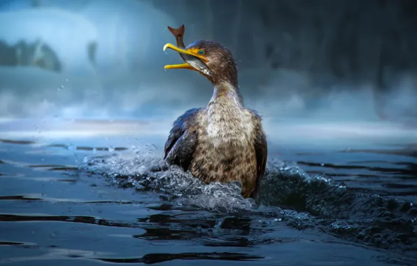 Bird, fish, pond, cormorant