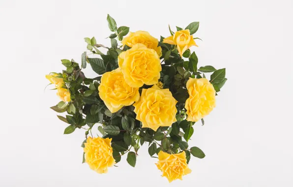 Background, roses, bouquet, yellow