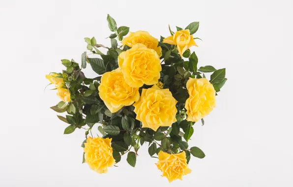 Picture yellow, background, roses, bouquet
