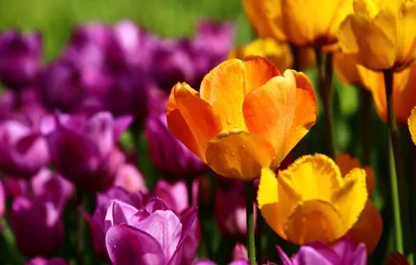 Field, purple, drops, yellow, bright, spring, petals, garden
