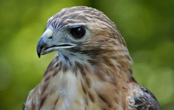 Bird, hawk, by Nushaa