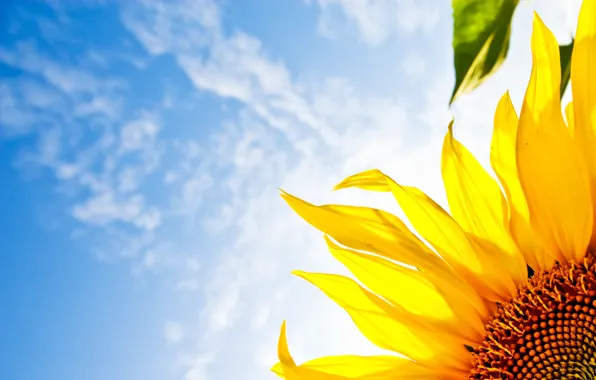 The sky, flowers, sunflower, sonyashnik