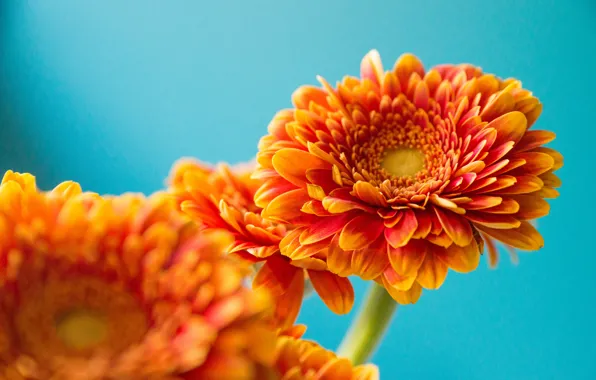 Macro, background, gerbera, bokeh