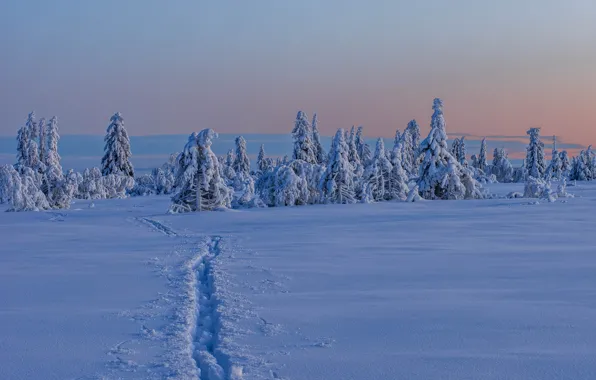Winter, snow, trees, Sweden, path, Sweden, Lapland, Lapland