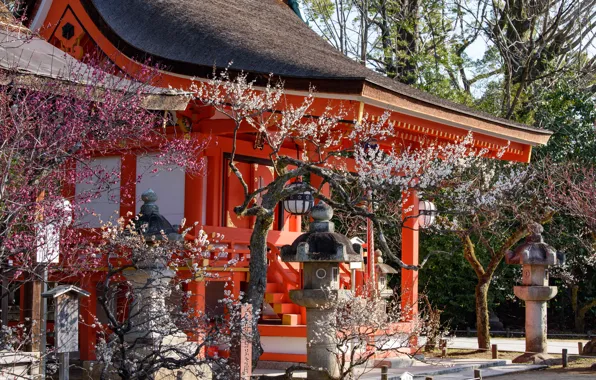 Trees, spring, Japan, Sakura, flowering, sanctuary, Kitano-Tenmangu