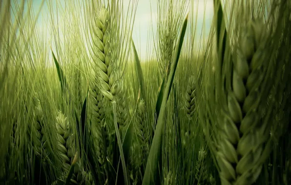 Wheat, field, green, ears