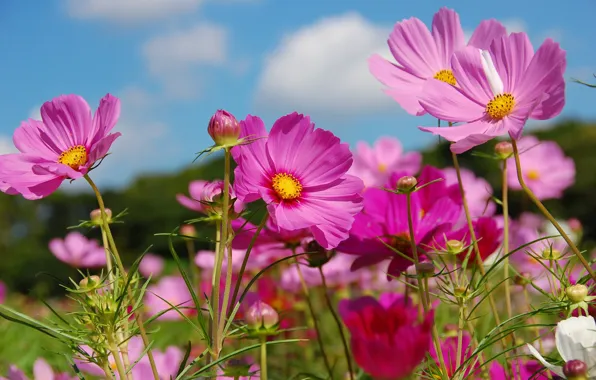 Summer, kosmeya, Pink.