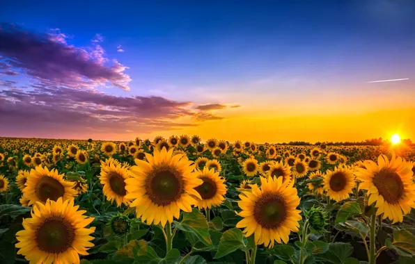 Picture field, sunflowers, landscape, sunset, flowers, Wallpaper