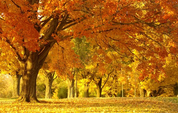 Autumn, forest, trees, landscape, nature, Park, foliage, beauty