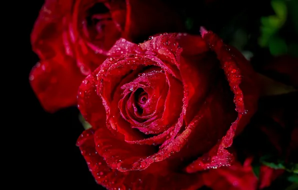 Wallpaper Flower Drops Macro Rose Bud Images For Desktop Section Download