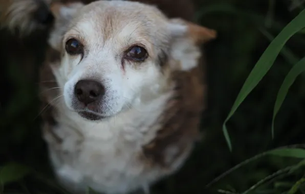 Eyes, Dog, pet