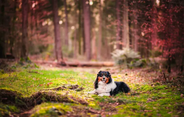 Picture grass, forest, dog, bokeh, australian shepherd, canine