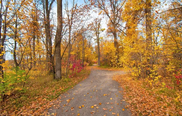 Road, autumn, leaves, trees, Park