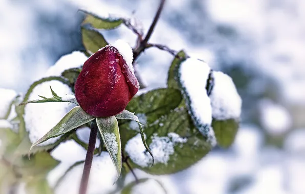 Picture leaves, snow, rose, Bud, Burgundy