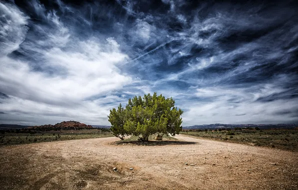Picture nature, tree, AZ, USA