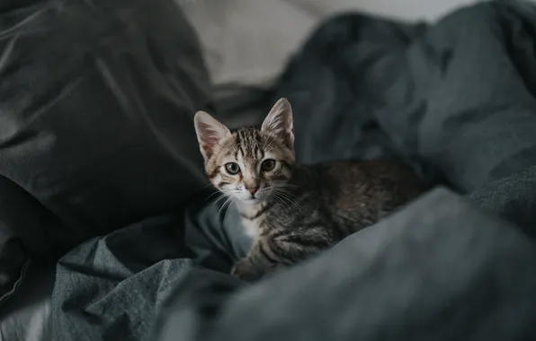 Picture grey, small, cat baby