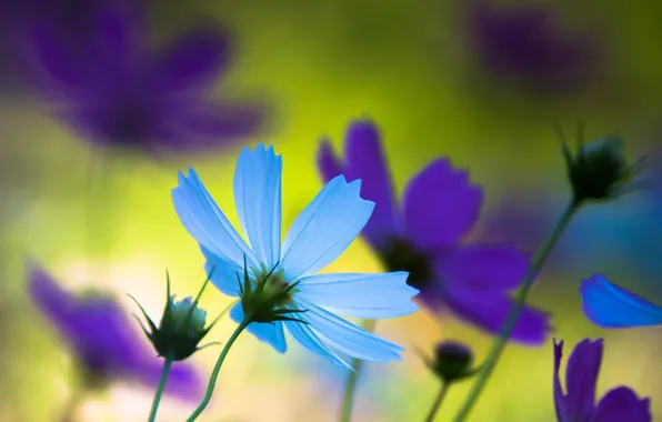 Picture purple, summer, macro, flowers, nature, mood, blue, petals