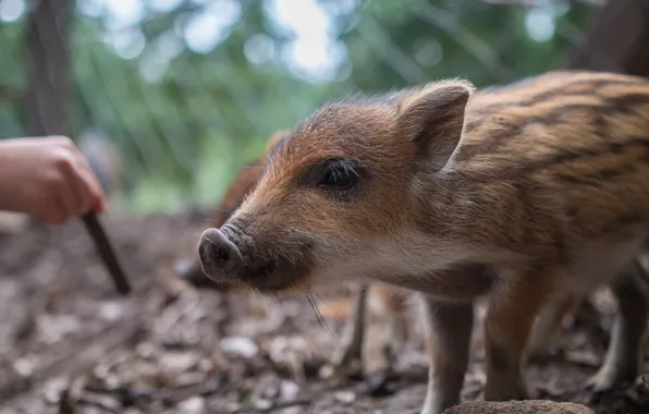 Face, Animal, Pig