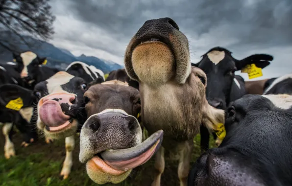 Language, cows, view, muzzle, the herd