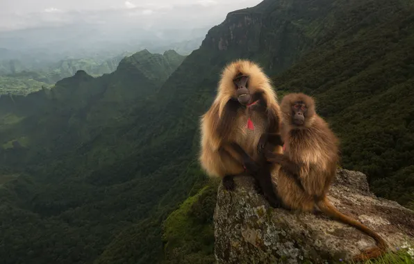 Mountains, rock, valley, Monkeys, Baboons