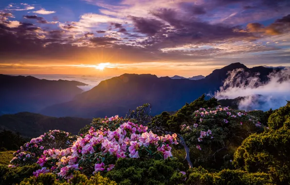 Greens, the sky, the sun, clouds, rays, landscape, flowers, mountains