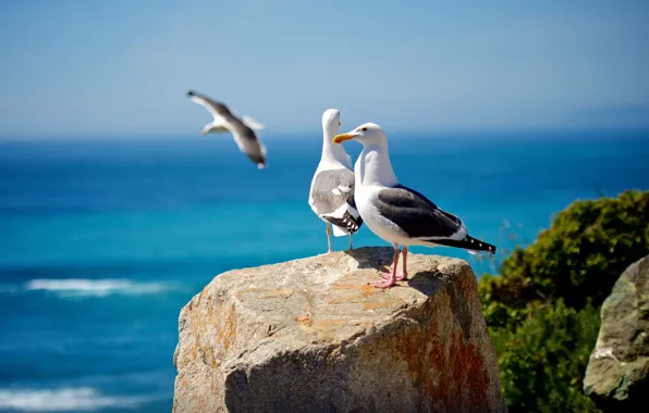 Sea, the sky, birds, rocks, seagulls, Seagull