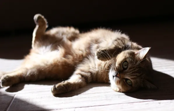 Fluffy cat, lying on her back, basking in the sun