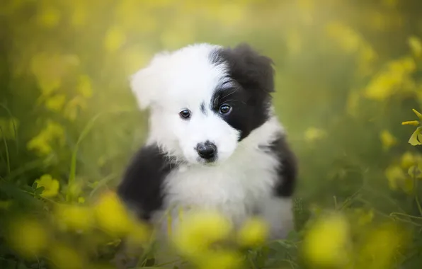 Look, dog, puppy, bokeh, The border collie