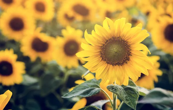 Summer, leaves, sunflowers, flowers, nature, sunflower, yellow, bokeh