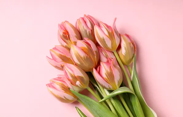 Flowers, bouquet, tulips, pink, pink, flowers, beautiful, tulips