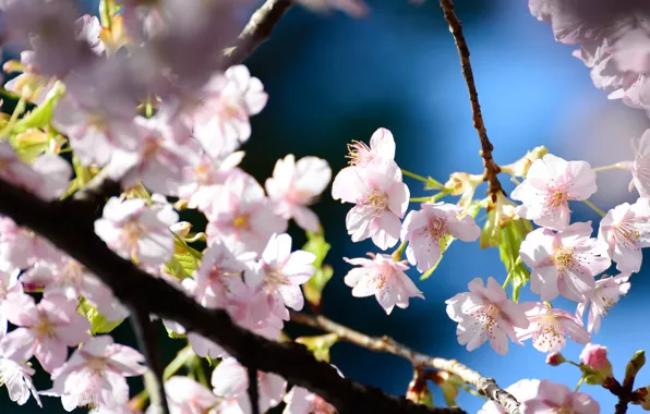 Light, flowers, branches, cherry, blue, blur, spring, Sakura
