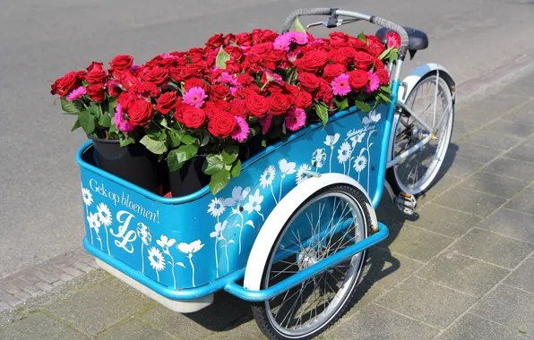 Flowers, bike, roses, gerbera