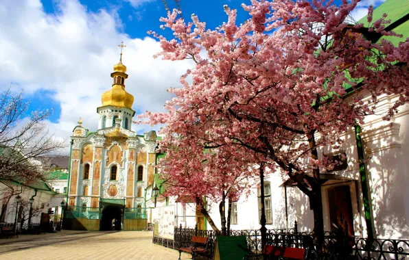 Picture spring, Sakura, Kiev