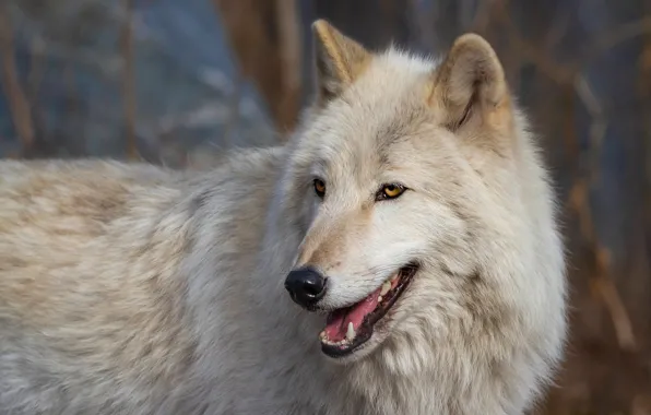 Language, white, look, face, nature, background, wolf, portrait
