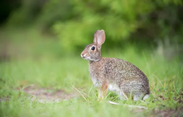 Picture grass, look, grey, glade, hare, Bunny, blurred background