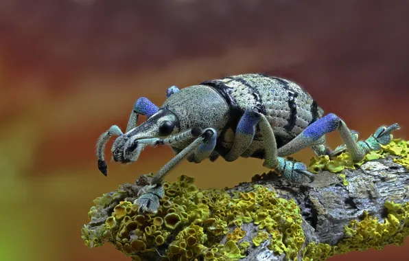 Macro, beetle, weevil, lichen